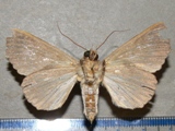 Serrodes trispila